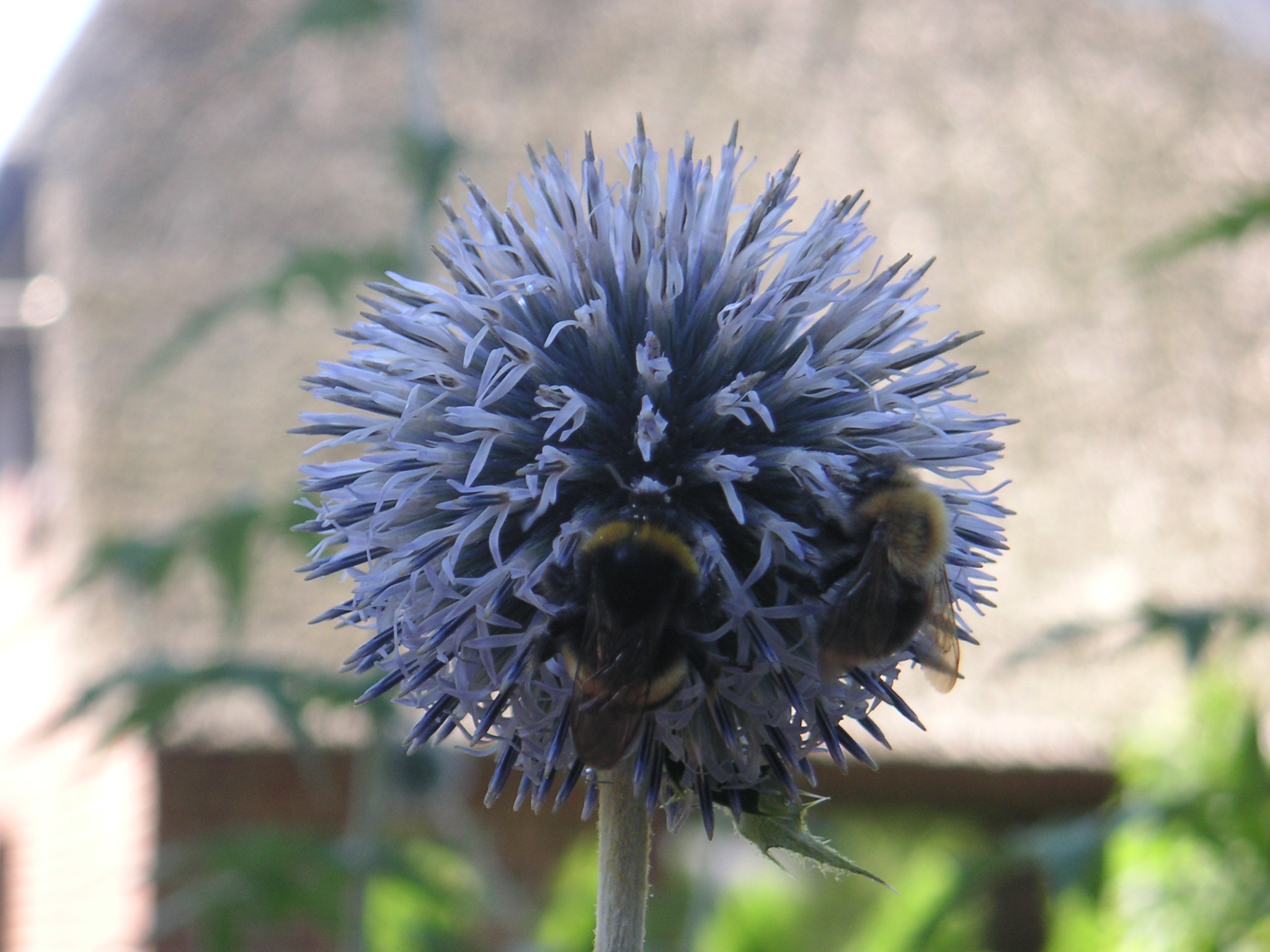 Bienchen und Hummelchen an Blümchen