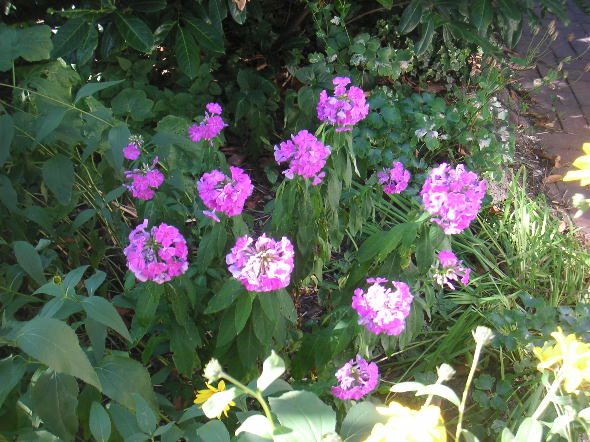 Phlox am Abend