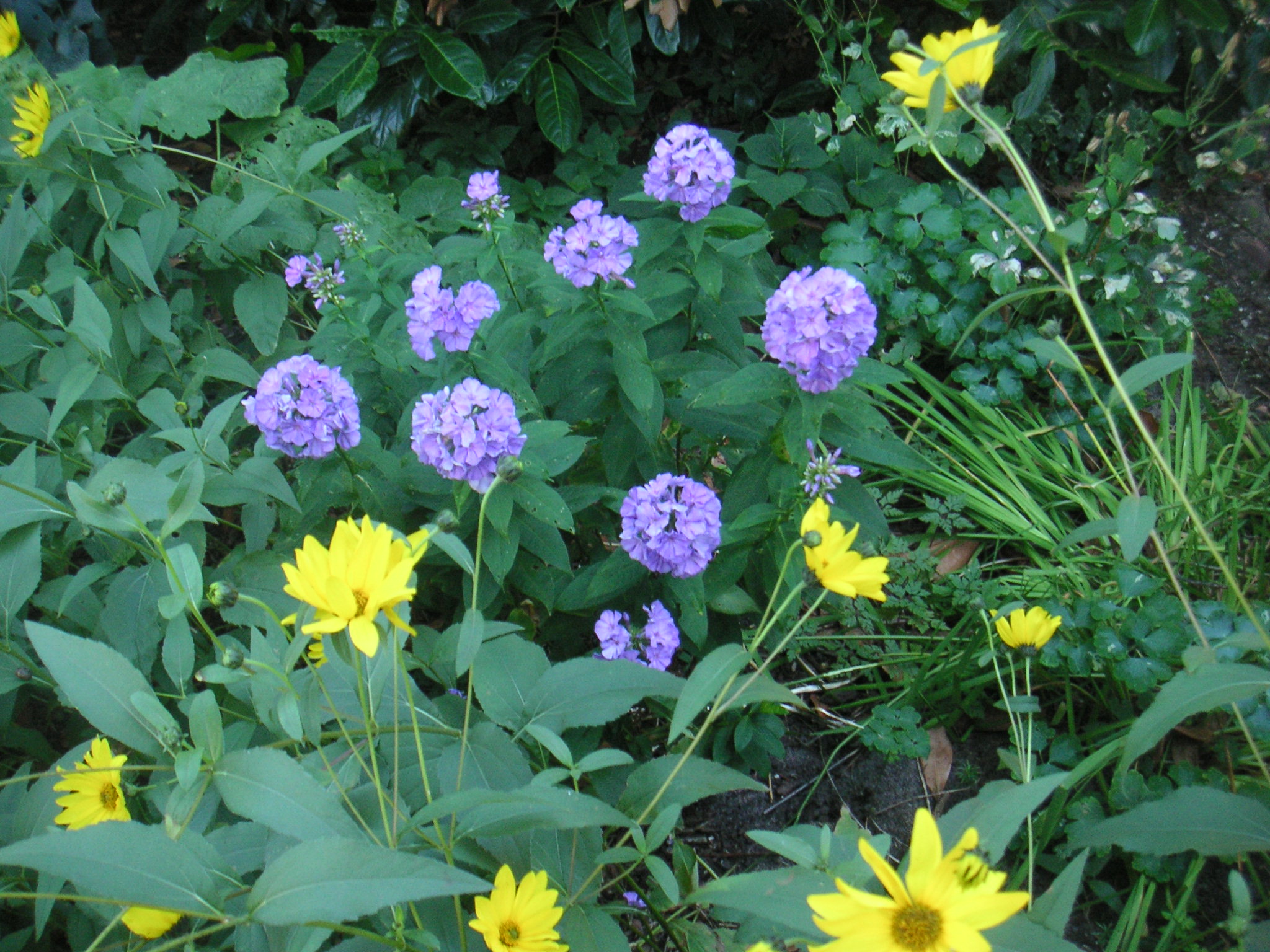 Phlox am Morgen