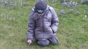 Abschied vom Krokus