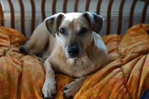 Der Hund auf der Couch